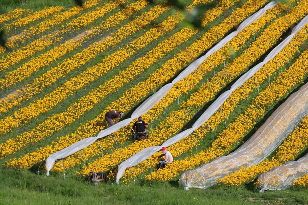 Coltivazione Arnica Montana